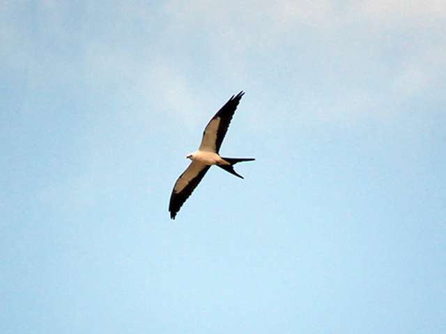 Swallow-tailed Kite Photo by Ventures Birding